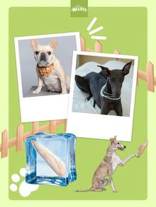 Freeze-Dried Chicken Cat & Dog Treats – Interactive Pet Snacks (100g–600g)